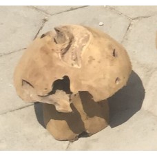 Teak Garden Mushroom 