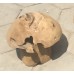 Teak Garden Mushroom 
